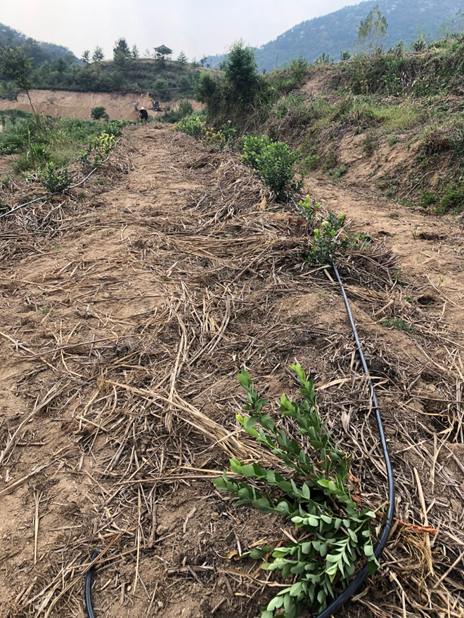 藍莓水肥一體化滴灌